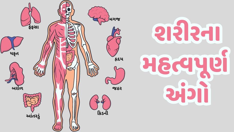 BodyParts Name in Gujarati