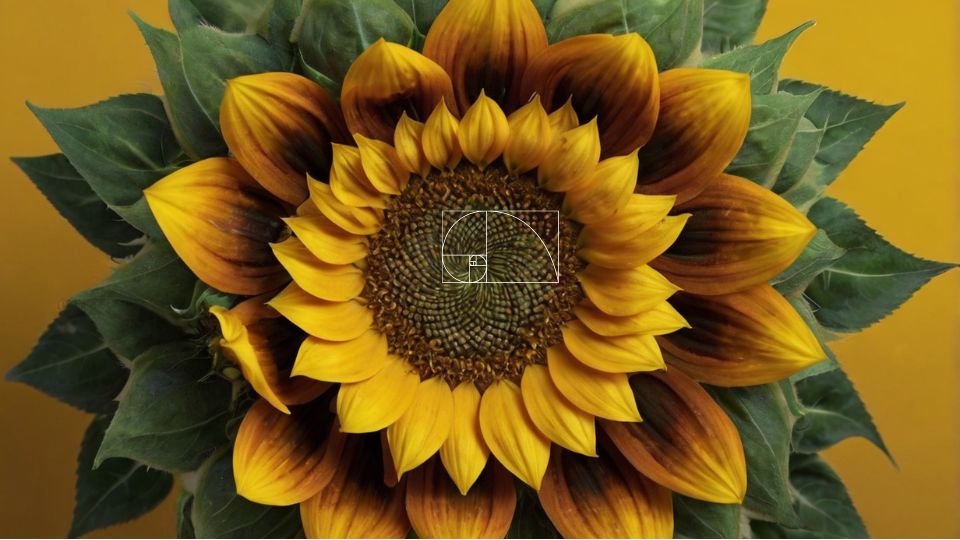 Fibonacci Golden Ration and Sun Flower