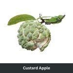 Custard Apple