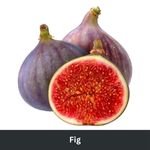 Fig