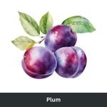 Plum