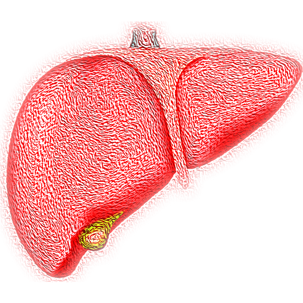 Home remedies  of Jaundice : liver image