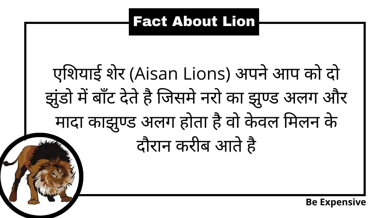 word for lion in hindi