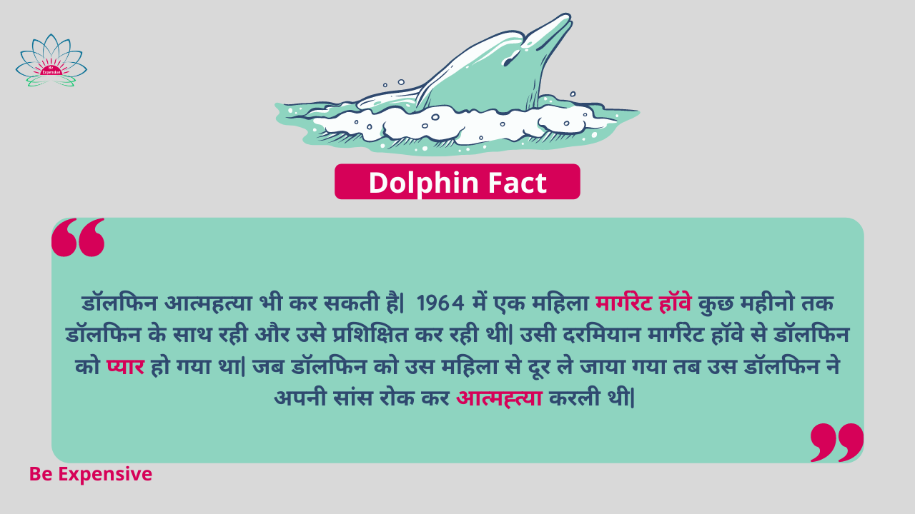 short essay on dolphin in hindi